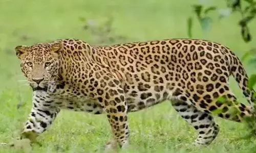 Nellore में राष्ट्रीय राजमार्ग पर दुर्घटना में तेंदुए की मौत Nellore में राष्ट्रीय राजमार्ग पर दुर्घटना में तेंदुए की मौत