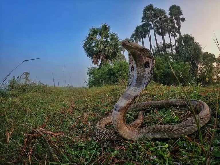 Assam में सर्पदंश एक बड़ी सार्वजनिक स्वास्थ्य चिंता विशेषज्ञ