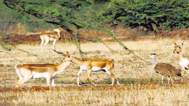 Ganjam जिले में आज काले हिरणों की गणना होगी