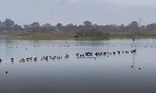 आसन बैराज विदेशी परिंदों से गुलजार, पर्यटकों के लिए बना आकर्षण का केंद्र