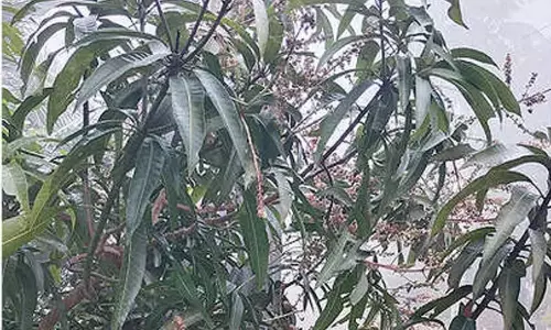 Andhra Pradesh: घने कोहरे से बागवानी किसान चिंतित Andhra Pradesh: घने कोहरे से बागवानी किसान चिंतित