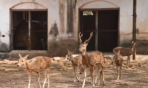 Kerala : कोच्चि के हिल पैलेस में हिरणों की समस्या Kerala : कोच्चि के हिल पैलेस में हिरणों की समस्या