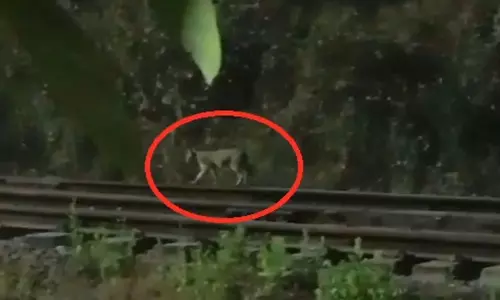तेंदुए को पकड़ने भिलाई स्टील प्लांट पहुंचे वन अफसर तेंदुए को पकड़ने भिलाई स्टील प्लांट पहुंचे वन अफसर