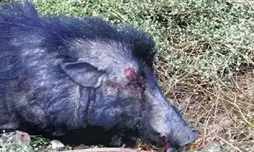 Odisha: जंगली सूअर के मांस के व्यापार के आरोप में छह गिरफ्तार