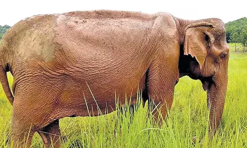 Odisha: सिमिलिपाल के रक्षक भवानी का 62 वर्ष की आयु में निधन Odisha: सिमिलिपाल के रक्षक भवानी का 62 वर्ष की आयु में निधन