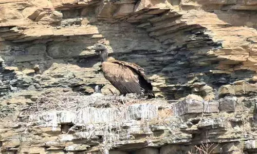 Telangana के लुप्तप्राय गिद्ध महाराष्ट्र की ओर पलायन कर रहे