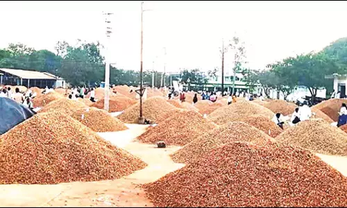 Telangana : मूंगफली की कीमतों में उछाल Telangana : मूंगफली की कीमतों में उछाल