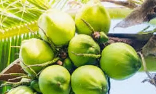 GOA: नारियल की कीमतों में उछाल से किसान-उपभोक्ता कम पैदावार के बीच संघर्ष कर रहे GOA: नारियल की कीमतों में उछाल से किसान-उपभोक्ता कम पैदावार के बीच संघर्ष कर रहे