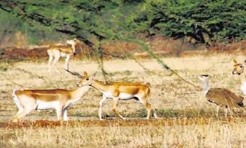 Ganjam जिले में आज काले हिरणों की गणना होगी Ganjam जिले में आज काले हिरणों की गणना होगी