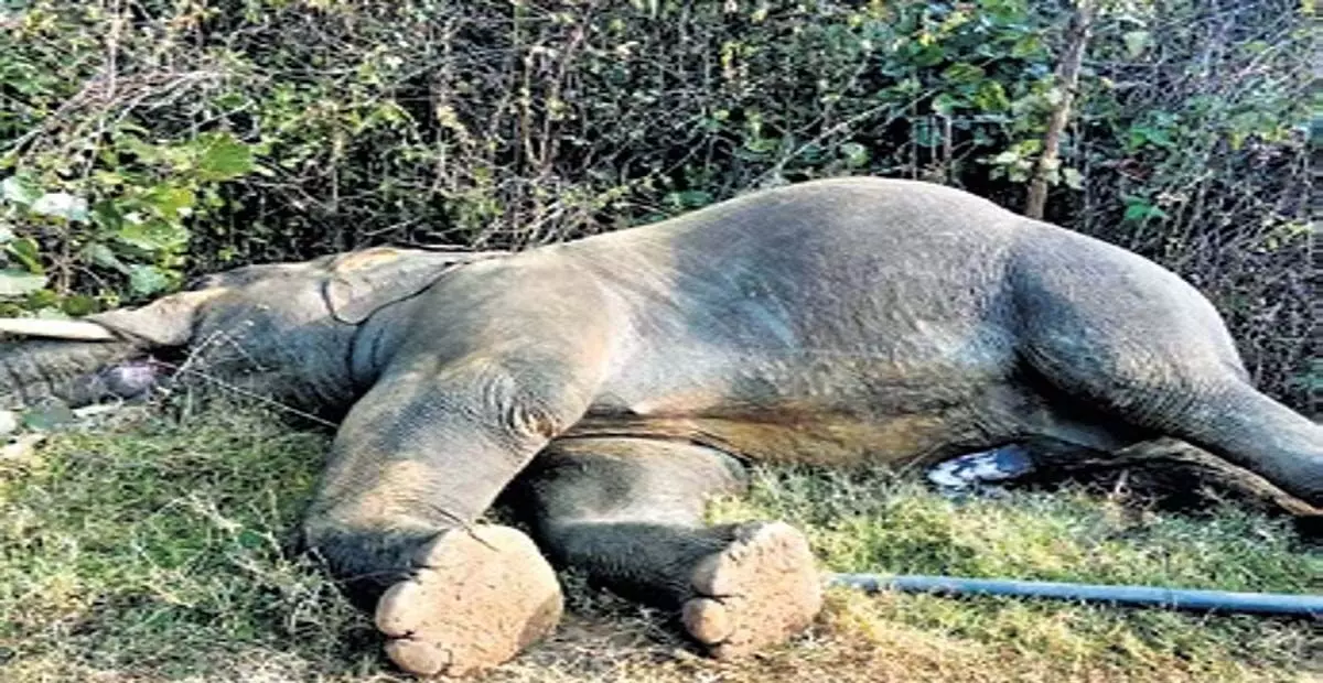 Odisha: संबलपुर जिले में बिजली का करंट लगने से एक और हाथी की मौत