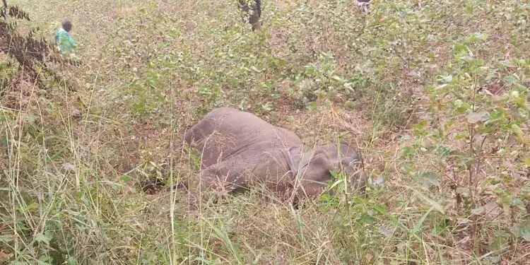 Sambalpur: दो दिनों में दो हाथियों की मौत