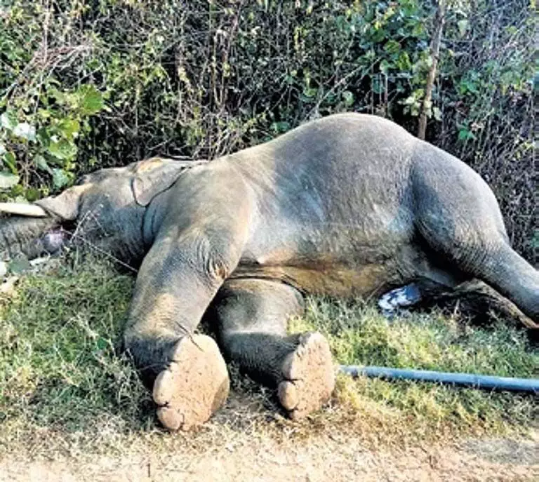 Sambalpur में बिजली का करंट लगने से एक और हाथी की मौत