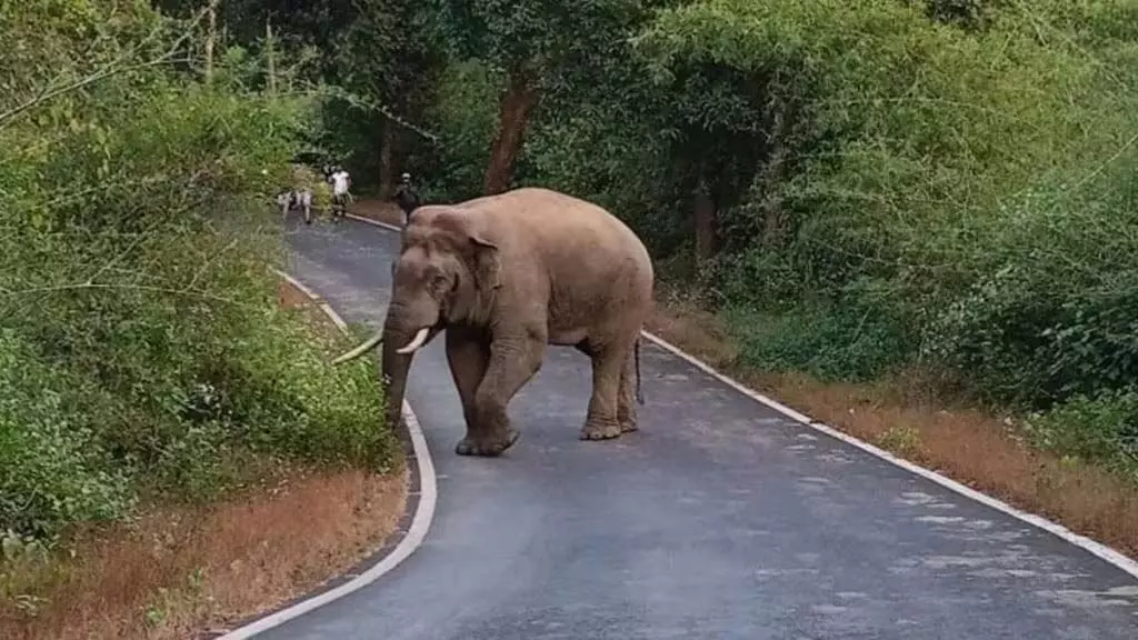 Sindhudurg: हाथियों को पकड़ने के अभियान के प्रति वन विभाग उदासीन