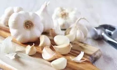 Health:सर्दियों में किसी रामबाण से कम नहीं है कच्चा लहसुन Health:सर्दियों में किसी रामबाण से कम नहीं है कच्चा लहसुन