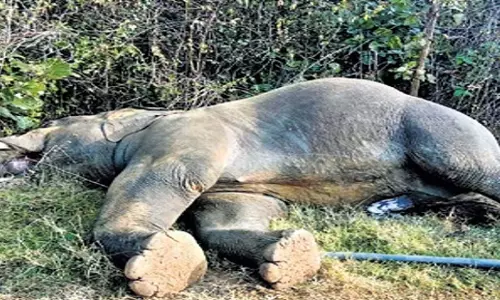 Odisha: संबलपुर जिले में बिजली का करंट लगने से एक और हाथी की मौत Odisha: संबलपुर जिले में बिजली का करंट लगने से एक और हाथी की मौत