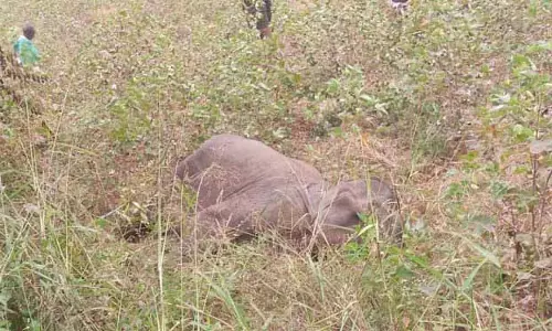 Sambalpur: दो दिनों में दो हाथियों की मौत
