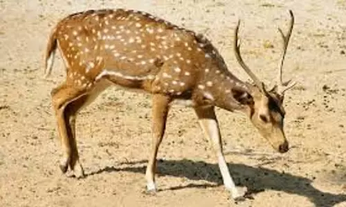 MP News: चीतल का शिकार करने वाले दो आरोपी गिरफ्तार