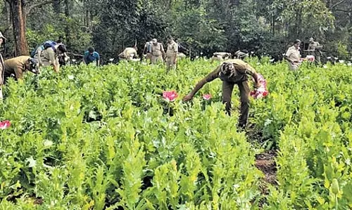 Mayurbhanj में 42 लाख रुपये की अफीम की खेती नष्ट