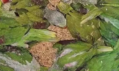 तोता तस्करी नाकाम, गरियाबंद में एक पकड़ाया तोता तस्करी नाकाम, गरियाबंद में एक पकड़ाया