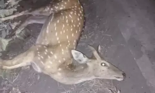 वाहन की ठोकर से चीतल की मौत
