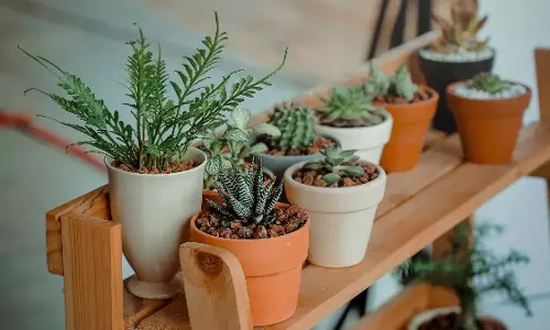 5 कम देखभाल वाले पौधे जिन्हें सूरज की रोशनी की ज़रूरत नहीं होती
