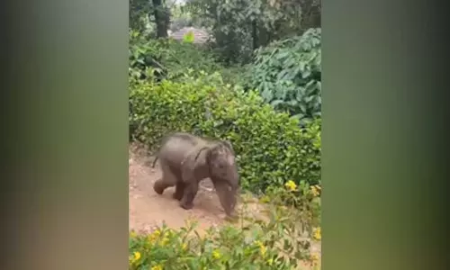 Kerala : मुथंगा शिविर में छह महीने के घायल हाथी बच्चे की मौत Kerala : मुथंगा शिविर में छह महीने के घायल हाथी बच्चे की मौत