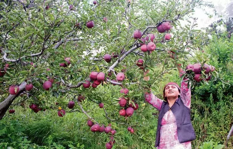 सेब उत्पादकों ने GST माफी और आयात शुल्क बढ़ाने की मांग की