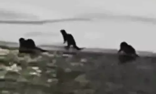 दुर्लभ यूरेशियन ऊदबिलाव की कश्मीर में वापसी