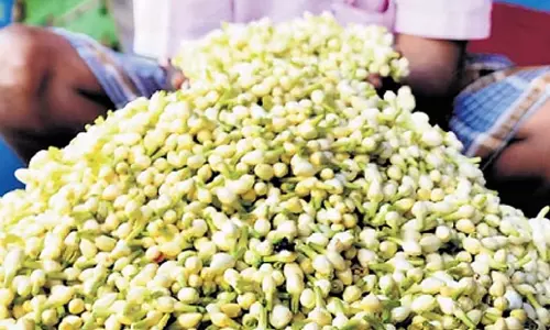 Tamil Nadu: बढ़ती मांग के कारण चमेली की कीमत 4,200 रुपये प्रति किलोग्राम तक पहुंच गई