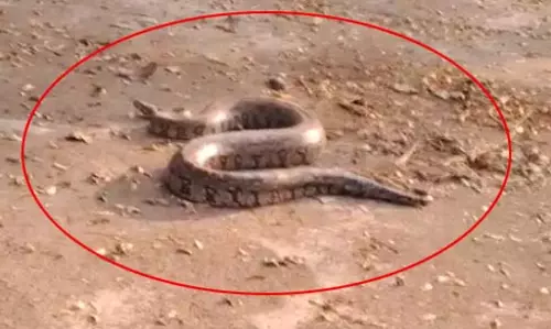 अजगर 7 फीट का वीडियो, श्मशान घाट से रेस्क्यू की गई