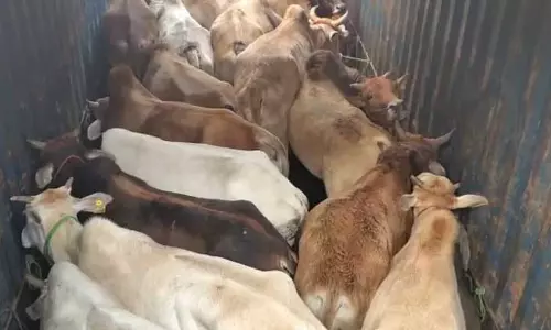 Assam : डिगबोई में मवेशी चोर को रंगे हाथों पकड़ा गया