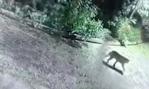 मेडक में NH-44 पर तेज रफ्तार वाहन ने तेंदुए को मार डाला