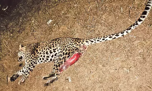 Telangana: वाहन की टक्कर से तेंदुए की मौत