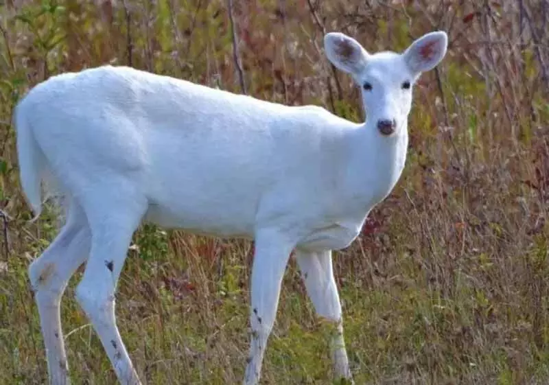 गुलमर्ग में सफेद हिरणों की मौजूदगी नहीं: Wildlife Department