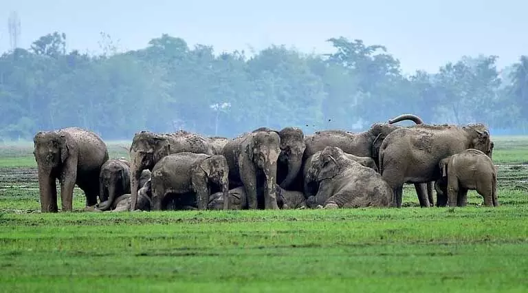 Assam : तमुलपुर में हाथी के हमले में बुजुर्ग महिला की मौत