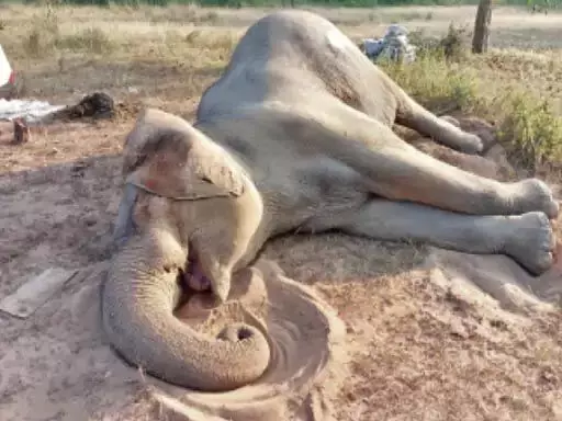 बीमार हाथी की रायगढ़ में मौत