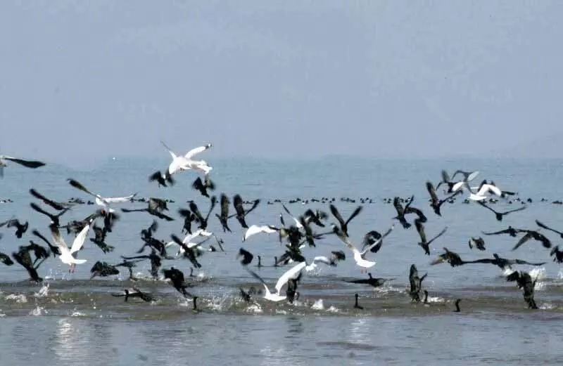 Pong Wetland में आज से दो दिवसीय वार्षिक पक्षी गणना शुरू होगी