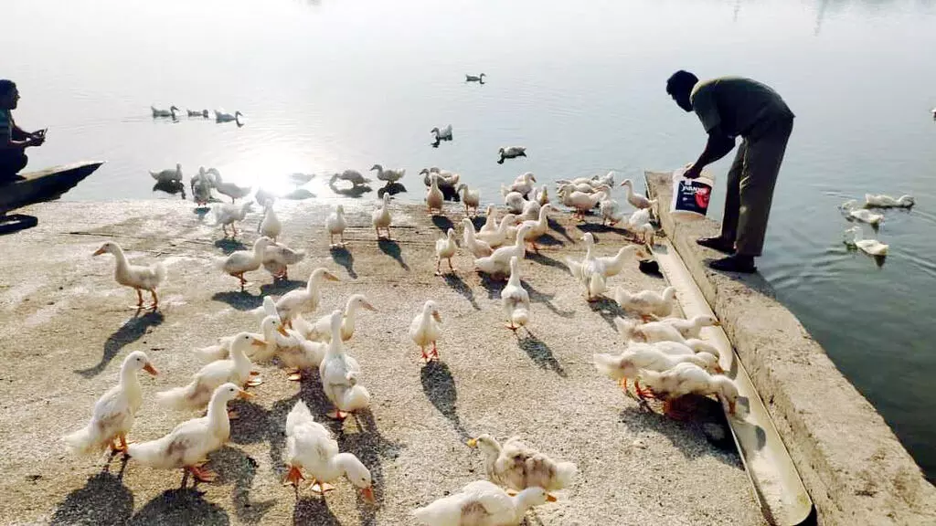 Karnataka:  बत्तखें बढ़ाती हैं झील की खूबसूरती