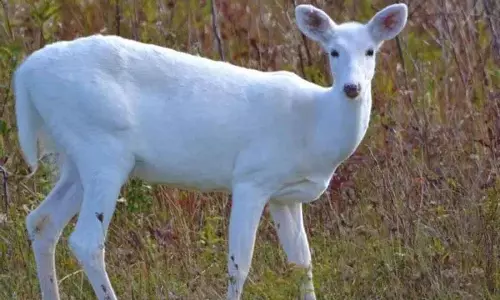 गुलमर्ग में सफेद हिरणों की मौजूदगी नहीं: Wildlife Department गुलमर्ग में सफेद हिरणों की मौजूदगी नहीं: Wildlife Department