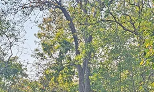 Odisha: अध्ययन से पता चला है कि सिमिलिपाल बायोस्फीयर रिजर्व का 40.85% हिस्सा अतिसंवेदनशील Odisha: अध्ययन से पता चला है कि सिमिलिपाल बायोस्फीयर रिजर्व का 40.85% हिस्सा अतिसंवेदनशील