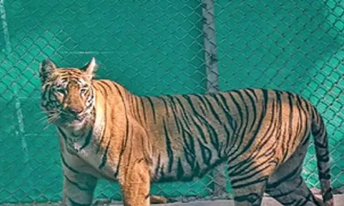 Odisha: बाघिन जीनत को सिमिलिपाल के बड़े बाड़े में स्थानांतरित किया जाएगा Odisha: बाघिन जीनत को सिमिलिपाल के बड़े बाड़े में स्थानांतरित किया जाएगा