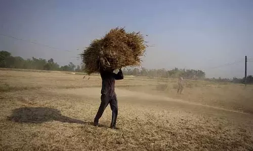 फरवरी के गर्म और शुष्क रहने से गेहूं की फसल पर असर पड़ने की संभावना: IMD फरवरी के गर्म और शुष्क रहने से गेहूं की फसल पर असर पड़ने की संभावना: IMD