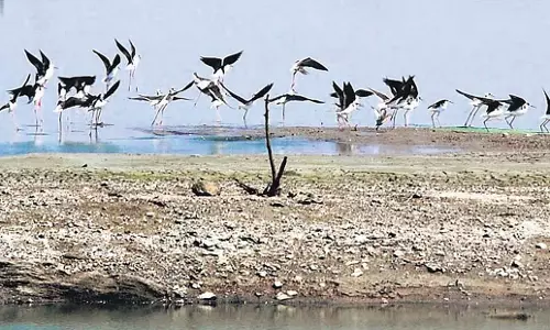 Tamil Nadu: तमिलनाडु में दो और रामसर स्थलों के साथ कुल संख्या 20 हुई Tamil Nadu: तमिलनाडु में दो और रामसर स्थलों के साथ कुल संख्या 20 हुई