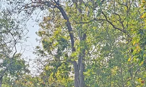 अध्ययन- Simlipal बायोस्फीयर रिजर्व का 40.85 प्रतिशत हिस्सा जंगल की आग के प्रति अतिसंवेदनशील