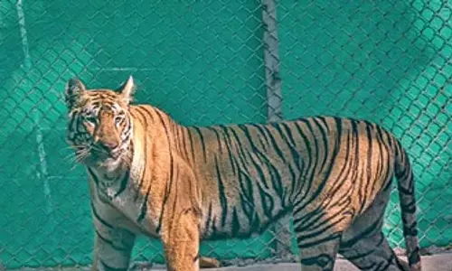बाघिन जीनत को रिहाई के निर्णय तक Simlipal दक्षिण डिवीजन में बड़े बाड़े में स्थानांतरित किया जाएगा बाघिन जीनत को रिहाई के निर्णय तक Simlipal दक्षिण डिवीजन में बड़े बाड़े में स्थानांतरित किया जाएगा