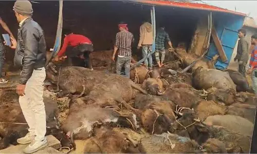 Up News: पशुओं को ले जा रहा ट्रक, टायर फटा,20 पशुओं की मौत Up News: पशुओं को ले जा रहा ट्रक, टायर फटा,20 पशुओं की मौत