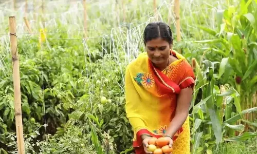 एपी ने कृषि, संबद्ध क्षेत्रों में 8.8% की CAGR दर्ज की
