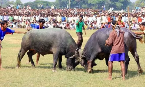 Assam भैंसों की लड़ाई की अनुमति के लिए नया कानून बनाएगा Assam भैंसों की लड़ाई की अनुमति के लिए नया कानून बनाएगा