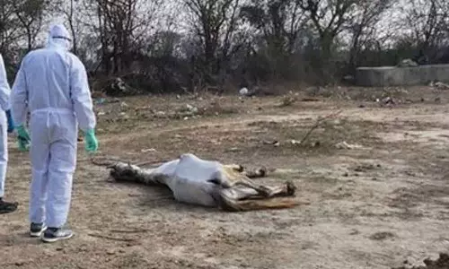 Mandi में ग्लैंडर्स का मामला सामने आने से चिंता