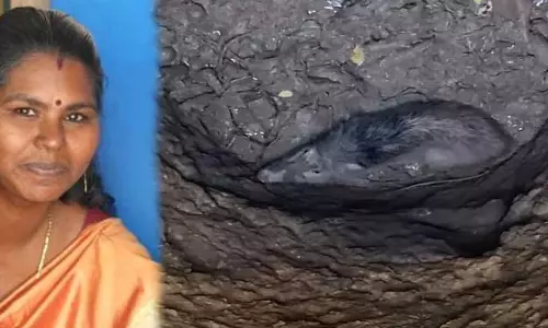 Kerala की महिला 42 दिनों से कुएं में फंसे जंगली सूअर की देखभाल कर रही